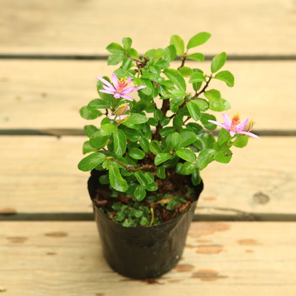 苗 睡蓮木 すべての商品 遊恵盆栽 本店