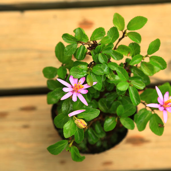 苗：睡蓮木*すいれんぼく/スイレンボク | 盆栽素材,苗(花物・実物