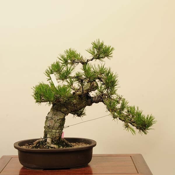 黒松　[模様木]　中品盆栽 CACTUS 盆栽 黒松 中品 黒松 [模様木] 中品盆栽 CACTUS 黒松 [模様木] 中品