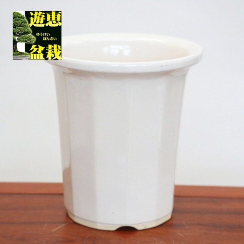 大特価：国産12角深鉢・白 7号*資材 | すべての商品 | 遊恵盆栽 本店