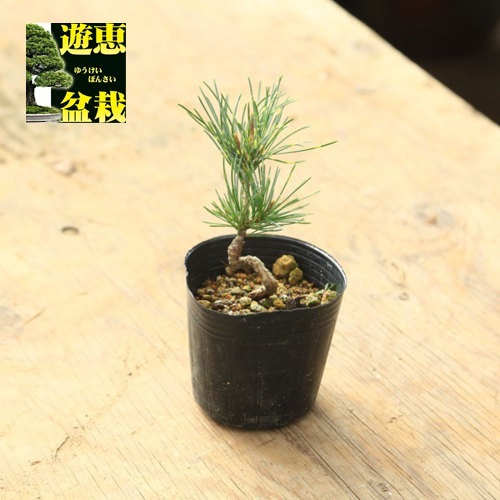 盆栽苗：吹雪五葉松 | 盆栽素材,苗(松柏) | 遊恵盆栽 本店