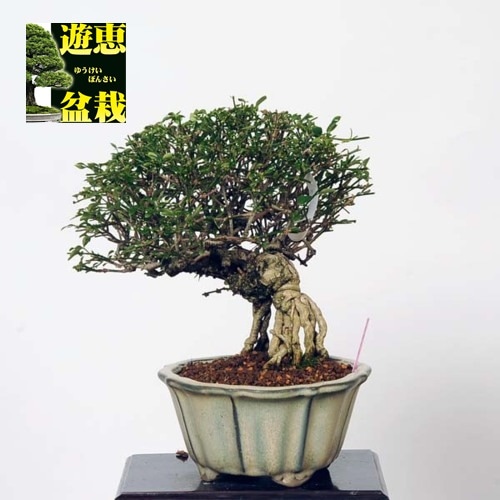 小品盆栽：黄梅【現品】*Oubai【送料無料】 | すべての商品 | 遊恵盆栽