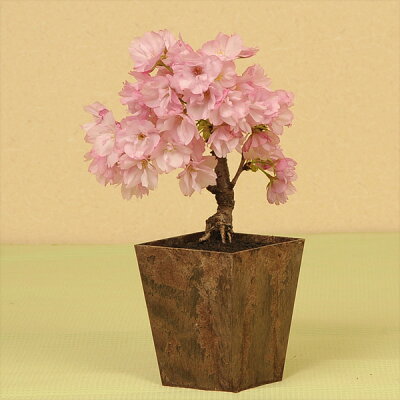 エコ盆栽：一才桜* 【送料無料】bonsai | ミニ・小品盆栽 | 遊恵盆栽 本店