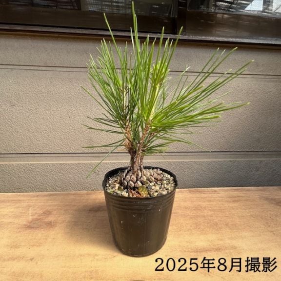 盆栽苗：松ぼっくり*マツボックリ | 盆栽素材,苗(松柏),～1000円まで