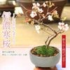ߺϡٻκ(ǻ)*(ȭ 微ȭ ()椦) ȭ2025ǯֽλۼǤָ bonsai