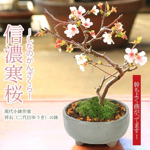 平安 石峰作 桜 花型 陶器小鉢 5個セット 平安 石峰作 桜 花型 陶器小鉢 5個セット - メルカリ