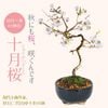ߺϡ*(ȭ 微ȭ ()椦)ǻȭ2025ǯճֽλ bonsai