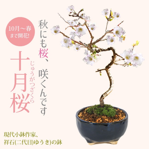 町直 雲文様小鉢 盆栽 コレクション 希少 桜盆栽:十月桜*(鉢 現代小鉢作家 祥石(二代目)ゆうき)濃藍丸鉢