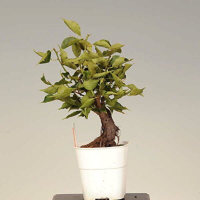 苗：梅 （3.5号・4号 角プラポット）うめ/ウメ | 盆栽素材,苗(花