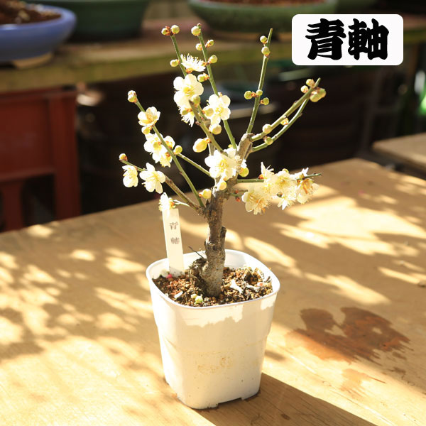 は*ほ様 梅盆栽　思いのまま　古木 楽天市場】2025年3月頃開花 思いのまま 梅盆栽 咲き分け