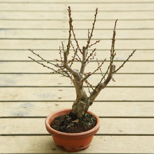 苗：選べる梅（紅梅・白梅・八重野梅）うめ ウメ5号素焼き鉢＜2026年