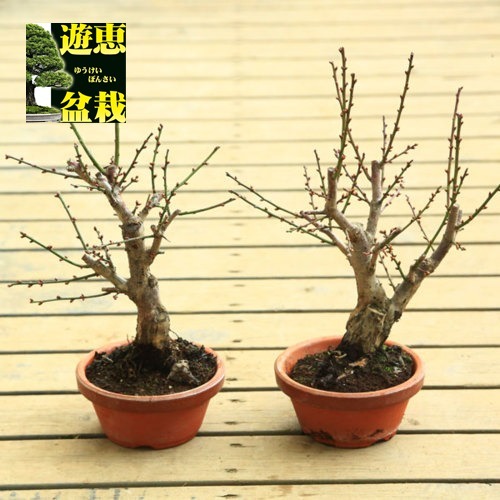 苗：選べる梅（紅梅・白梅・八重野梅）うめ ウメ5号素焼き鉢＜2026年