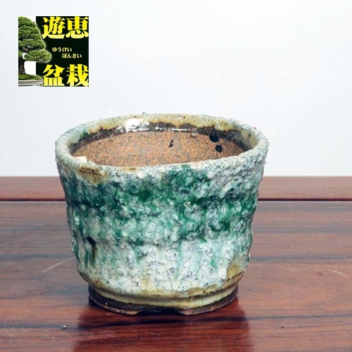 盆栽小鉢：信楽 康人 12cm【現】 | 盆栽鉢・水盤,現代小鉢