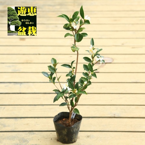 苗：タイワンサザンカ | 盆栽素材,苗(花物・実物),1000円以上 | 遊恵