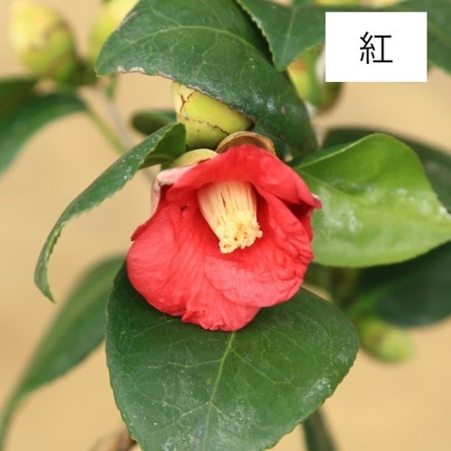 椿　紅詫助　[模様木]　大品盆栽 椿 紅詫助 [模様木] 大品盆栽