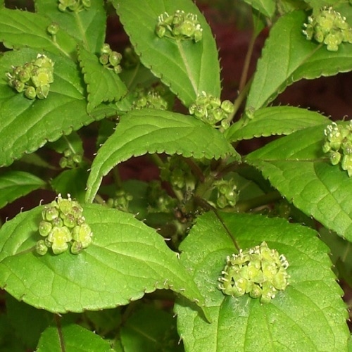 苗：ハナイカダ（花筏）雄雌セット | 盆栽素材,苗(雑木) | 遊恵盆栽 本店