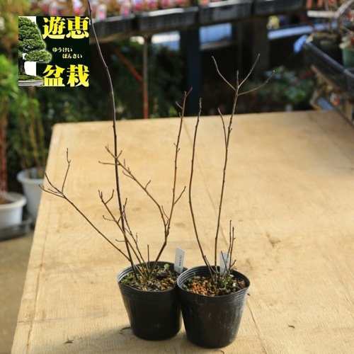 苗：ハナイカダ（花筏）雄雌セット | 盆栽素材,苗(雑木) | 遊恵盆栽 本店
