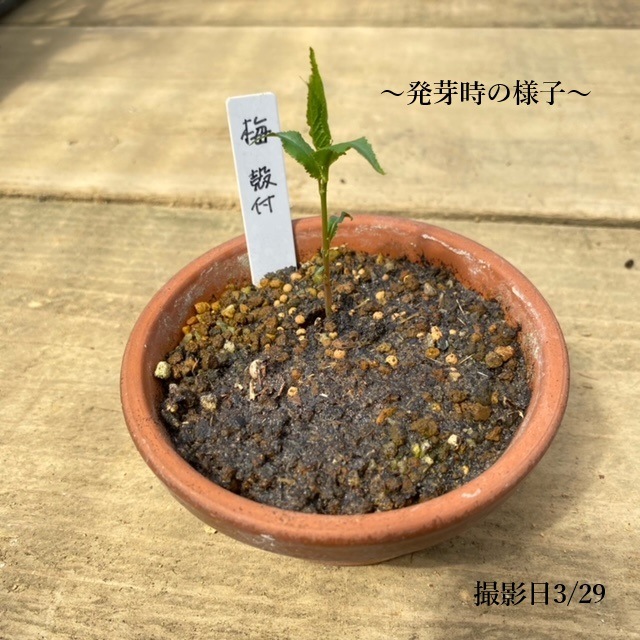 遊恵盆栽：種子 梅*（うめ/ウメ） | 盆栽素材,種子 | 遊恵盆栽 本店