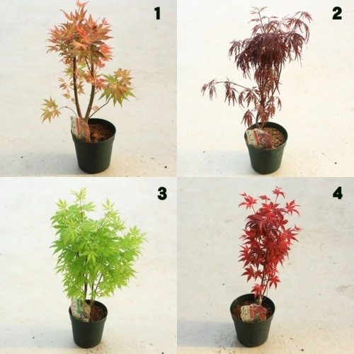 苗：もみじ 5号 各種 | 盆栽素材,苗(雑木) | 遊恵盆栽 本店