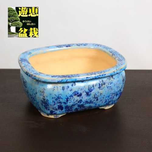 盆栽小鉢：重兵衛 長方鉢 16.3cm【現品】 | すべての商品 | 遊恵盆栽
