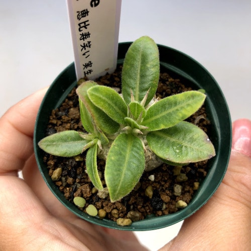 XXL SIZE 植木鉢 作家鉢 アガベ 陽炎 グラキリス 恵比寿笑い 万物想