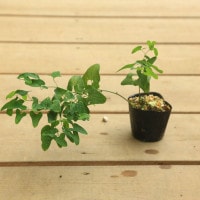 HW+商談中【農薬不使用】ウマノスズクサ／馬鈴草 小苗 3苗／株 000000005440_1_UgZ3rlY_thumb.jpg