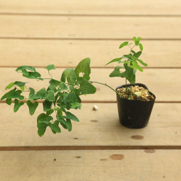 苗：馬の鈴草*アリマウマノスズクサ うまのすずくさ | すべての商品