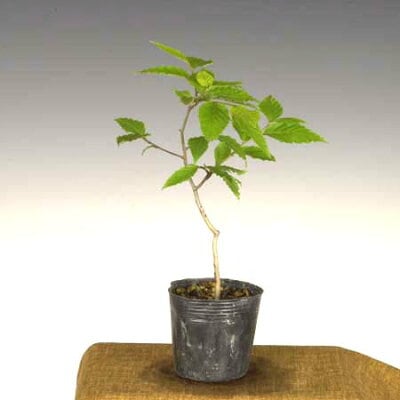 �ġ��ٻΤ֤�*�ե��֥ʡ��դ��֤�