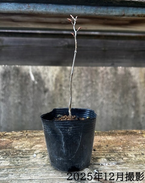 苗：富士ぶな*フジブナ ふじぶな | 盆栽素材,苗(雑木) | 遊恵盆栽 本店