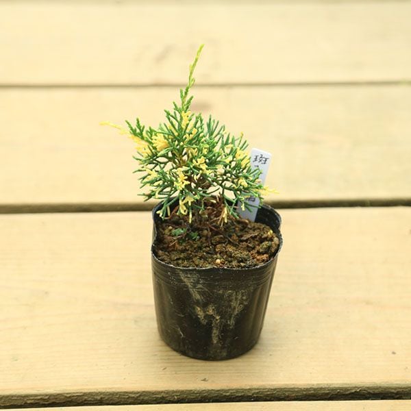 斑入り真柏　盆栽 斑入り真柏の盆栽作り‼️Variegated Juniper How to create bonsai
