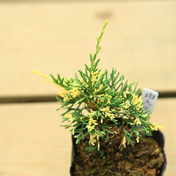 盆栽苗：斑入真柏*ふいりしんぱく | すべての商品 | 遊恵盆栽 本店