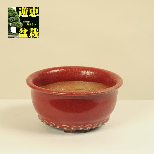 平安虹泉 丸鉢 9.2cm【現】 | すべての商品 | 遊恵盆栽 本店