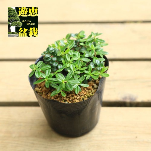 苗 樺太大実コケモモ 山野草 下草 遊恵盆栽 本店