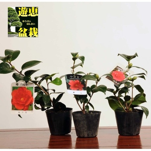 苗：椿 | すべての商品 | 遊恵盆栽 本店