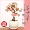ߺϡ󰰻(ȭ)*2025ǯֽλ̵ۡ¨вٲġbonsai