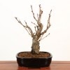 ���ߺϡ������ػ���(��Ĺ��ȭ)*(���󤶤��)������̵���ۡ�¨���вٲġ�bonsai