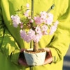 ���ߺϡ���������(���;���ȭ)*��2023ǯ���ֽ�λ�ۡ�����̵���ۡ�¨���вٲġ�bonsai