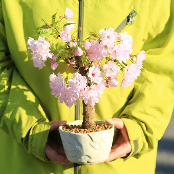 桜盆栽：旭山桜太(瀬戸焼白鉢)*【2023年開花終了】【送料無料】【即日