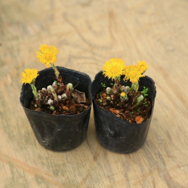 �ġ������𡡤դ�����ݤݡ�2�ĥ��å�*���ե�����ݥݡ�