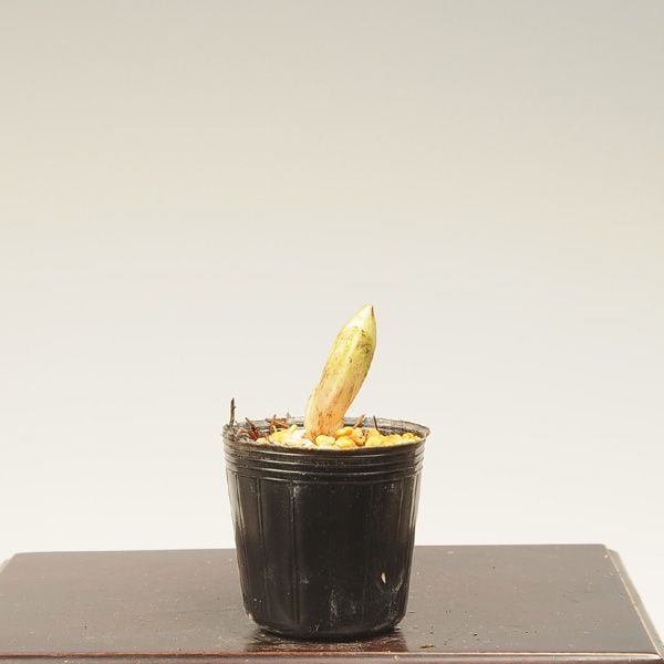 �ġ�������ʡ����1��*�դ����夽�����ե����好����Fukujusou