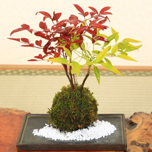 即日出荷可】苔玉：紅白南天（益子焼黒角受け皿＆寒水付）*bonsai