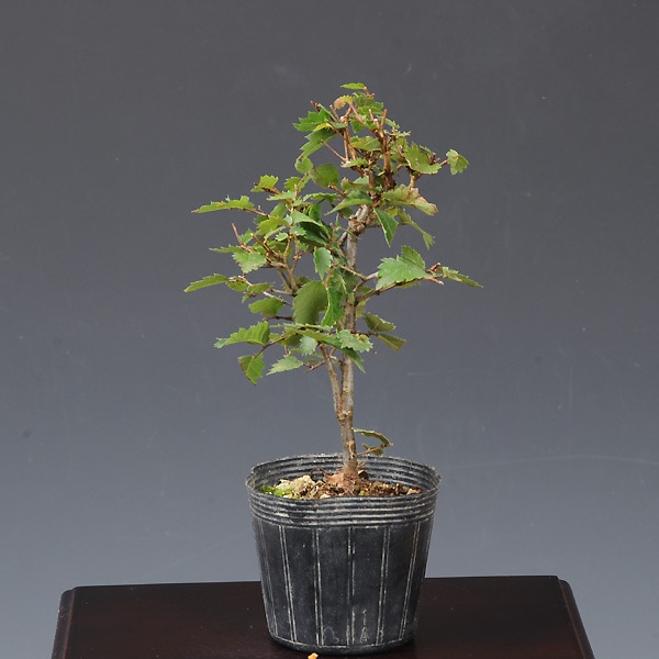 �ġ�ݰ*�����䥭�����䤭