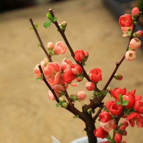 苗：木瓜（紅吹雪）4号 | すべての商品 | 遊恵盆栽 本店