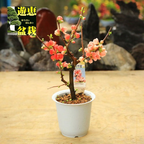木瓜　盆栽　赤花　木瓜鉢　中品盆栽 苗：木瓜（紅吹雪）4号 | すべての商品 | 遊恵盆栽 本店
