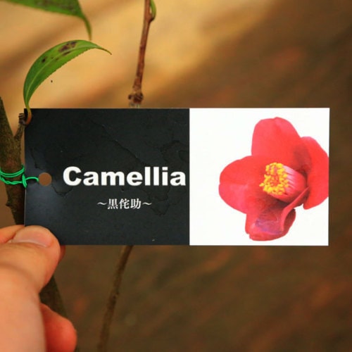 苗：侘助椿 各種 | すべての商品 | 遊恵盆栽 本店