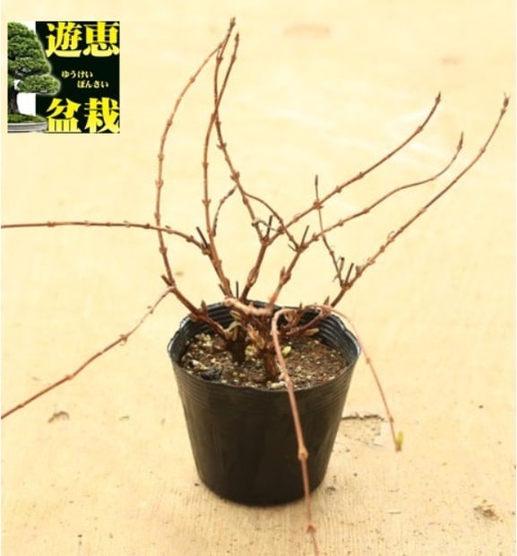 苗：姫うつぎ（ヒメウツギ）姫空木 | すべての商品 | 遊恵盆栽 本店