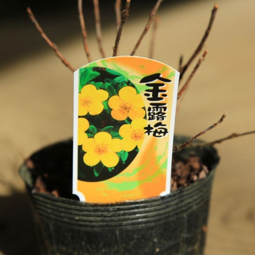 苗：金露梅（キンロバイ） | すべての商品 | 遊恵盆栽 本店
