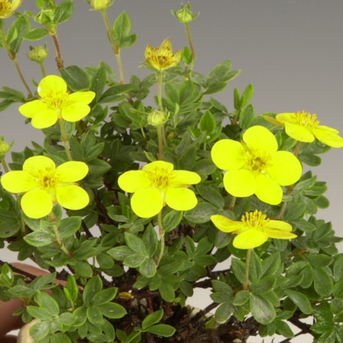 金露梅　キンロバイ　希少　珍しい木 🍀金露梅（キンロバイ）🍀 樹高40㎝、剪定・植替えしました。 開花