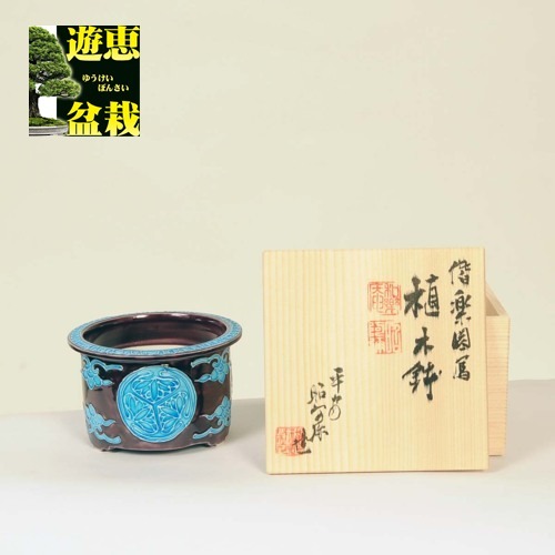 昭阿弥　小品盆栽 昭阿弥 偕楽園盆栽鉢 10.3cm【現】 | すべての商品 | 遊恵盆栽 本店
