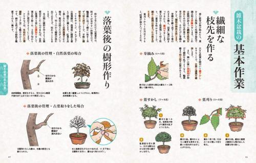 本：小林國雄のイチから教える盆栽*資材 | 書籍,各種書籍 | 遊恵盆栽 本店